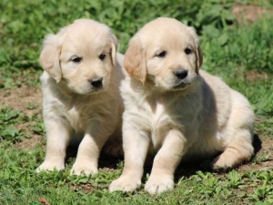 Golden retriever