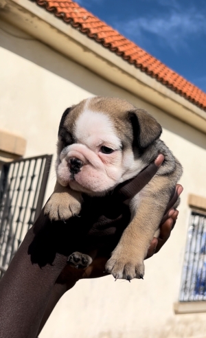 Bulldog Anglais