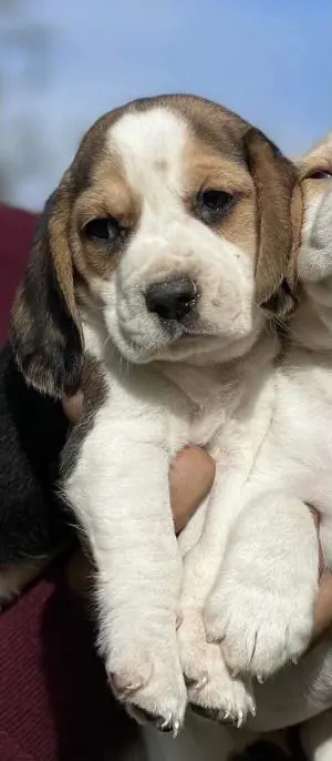 Chiot beagle