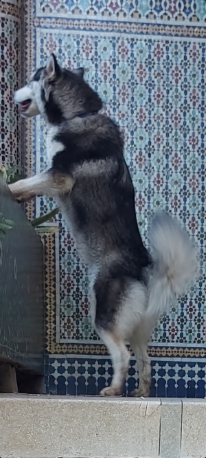 Husky malamute femelle