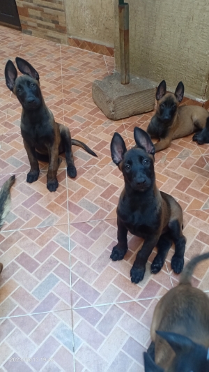 malinois pedigrees