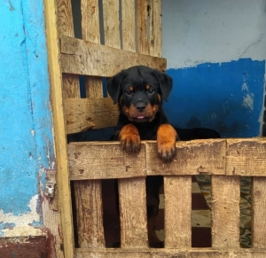 Rottweiller