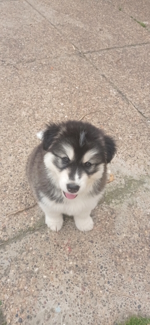 Chiot husky