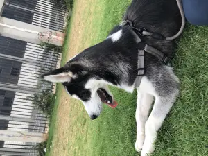 Husky sibérien male