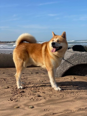 Disp chiot akita inu