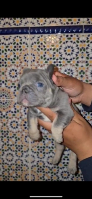 bulldog francais