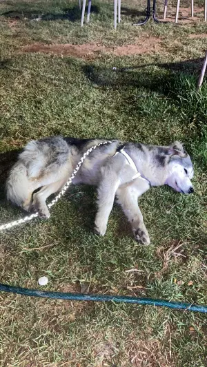 Husky alaskan malamute