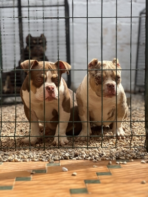 American Bully Pedigree