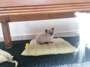 Chatons persan siamois
