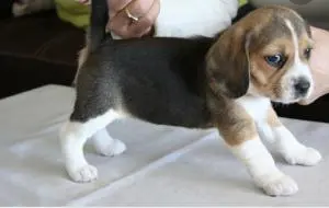 Beagle