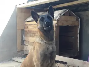 malinoi