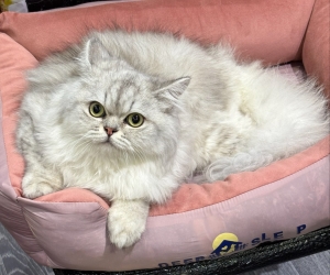 British longhair silver