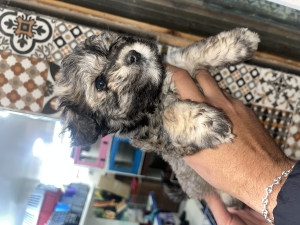 Bichons maltais