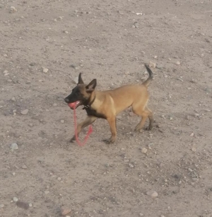 Chiot malinois a vendre