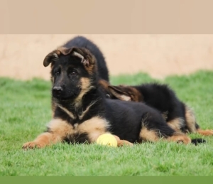 Berger allemand pedigree