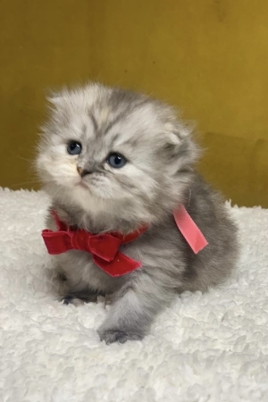 Chat Scottish fold highland