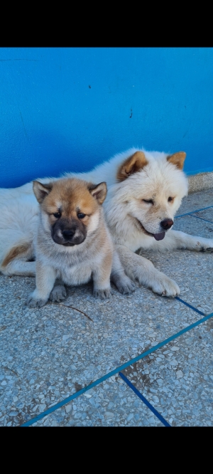 Chiot chowchow