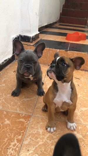 Bulldog français