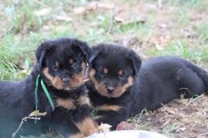 Magnifique Chiots Rotweiller