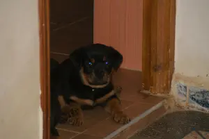 chiots rottweiler