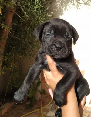 3 male chiot cane corso