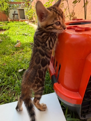 Bengal