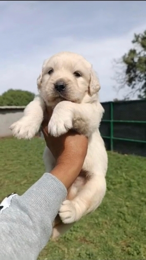 Golden retriever