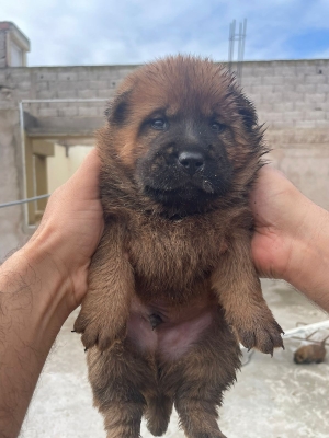 Chiot chow chow