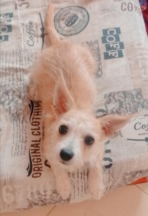 Chihuahua female