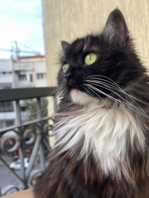 Chat sibérien Origine russie