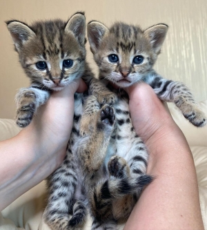 des chatons caracal  , Serval et savannah F1 disponible