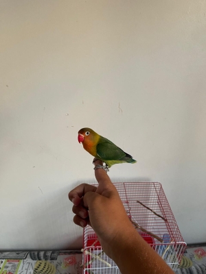 Oiseaux inséparables bien dressé avec cage