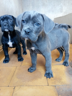 Chiot cane corso