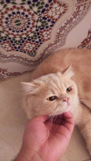 persan chinchilla