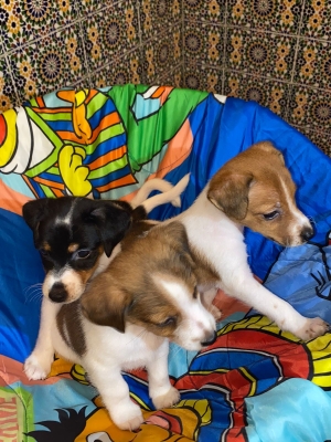 Jack russell