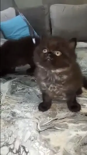 Chat persan mâle
