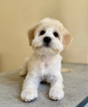 Bichon Havanais