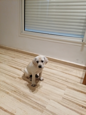Labrador
