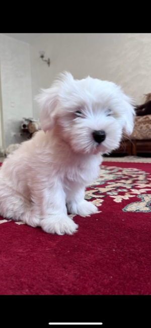 Bichon maltais miniature