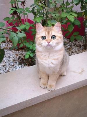 British shorthair