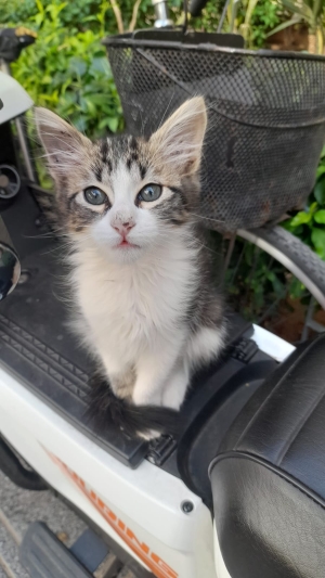 Adoption