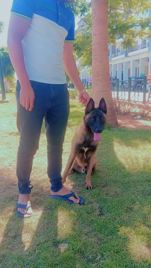 Male malinois charboni