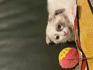 Scottish Fold male