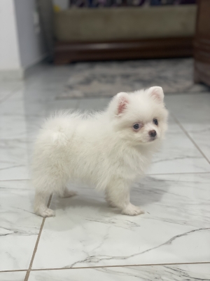Femelle spitz nain