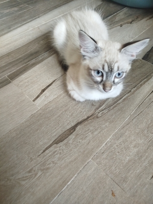 Siamois