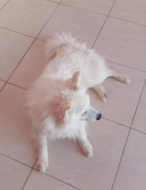 Chiwawa