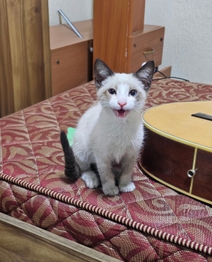 Adorable chaton à adopter a Fez!