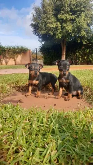 Pinscher nain doberman