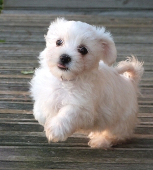 bichon maltai toy