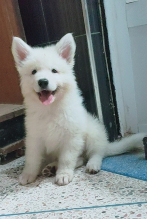 Berger blanc suisse